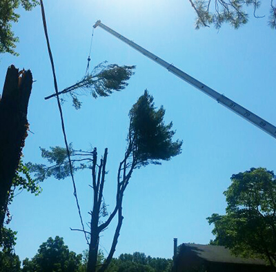 Carroll County MD Tree Removal