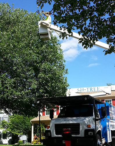 Montgomery County MD Tree Trimming