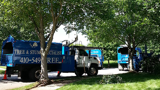 OHW Tree Maintenance Howard MD