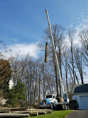 OHW Tree Work Ellicott City MD