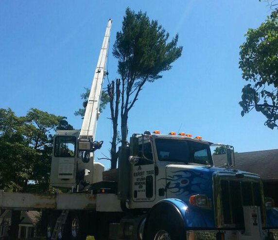OWH Tree Services Columbia Maryland