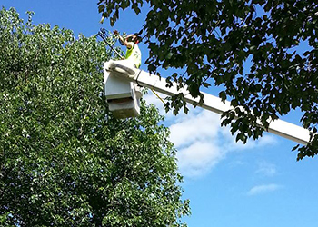 Tree Maintenance Trimming MD